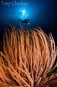 Dream Dives In Papua by Tony Cherbas 